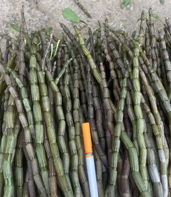 云南铁皮石斛鲜条5年鲜石斛正宗新鲜可食用煲汤 新鲜铁皮石斛 短条14