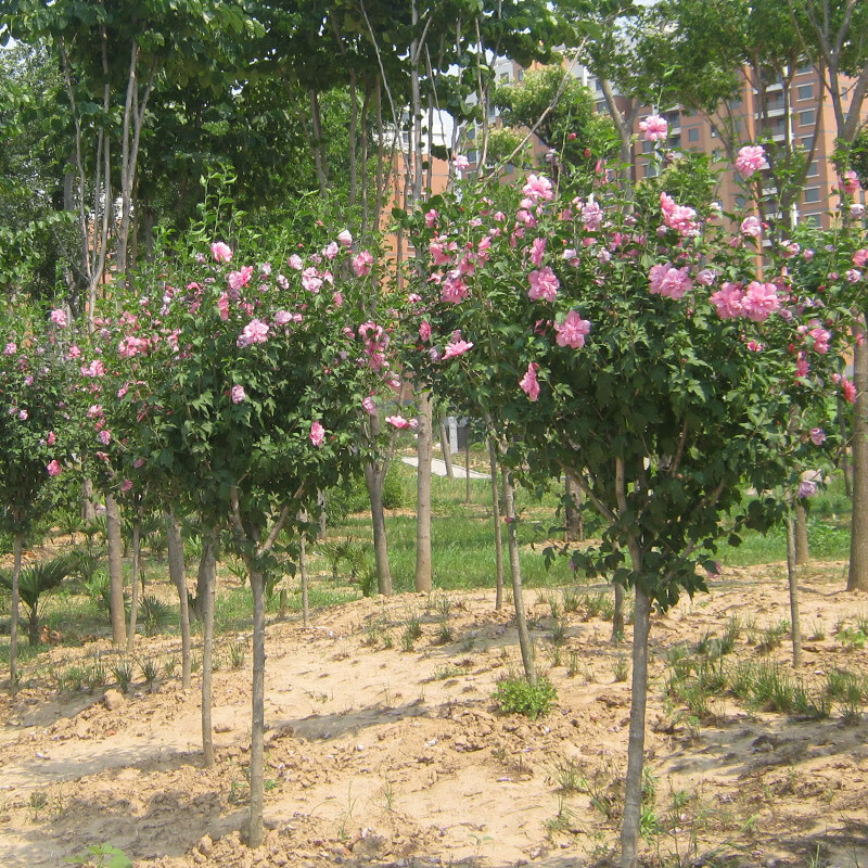 红花木槿花苗 重瓣木槿树苗 庭院地栽盆栽花卉植物工程绿化苗 红花