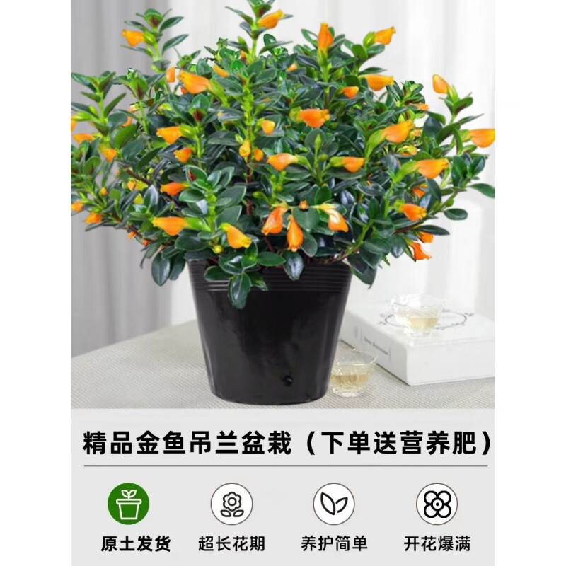 金边吊兰花水培植物室内桌面垂吊花卉四 【爆盆】21-29棵金鱼吊兰