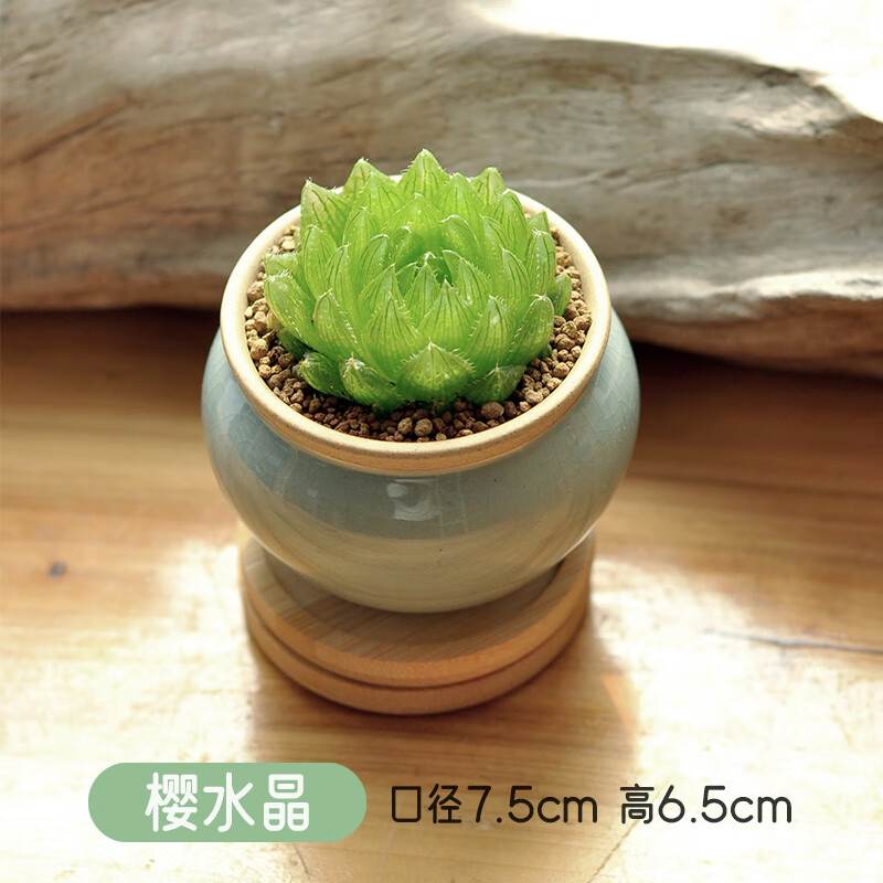 盆栽十二卷玉露多肉植物室内盆栽办公室绿植桌面好养 樱水晶 盆土种好