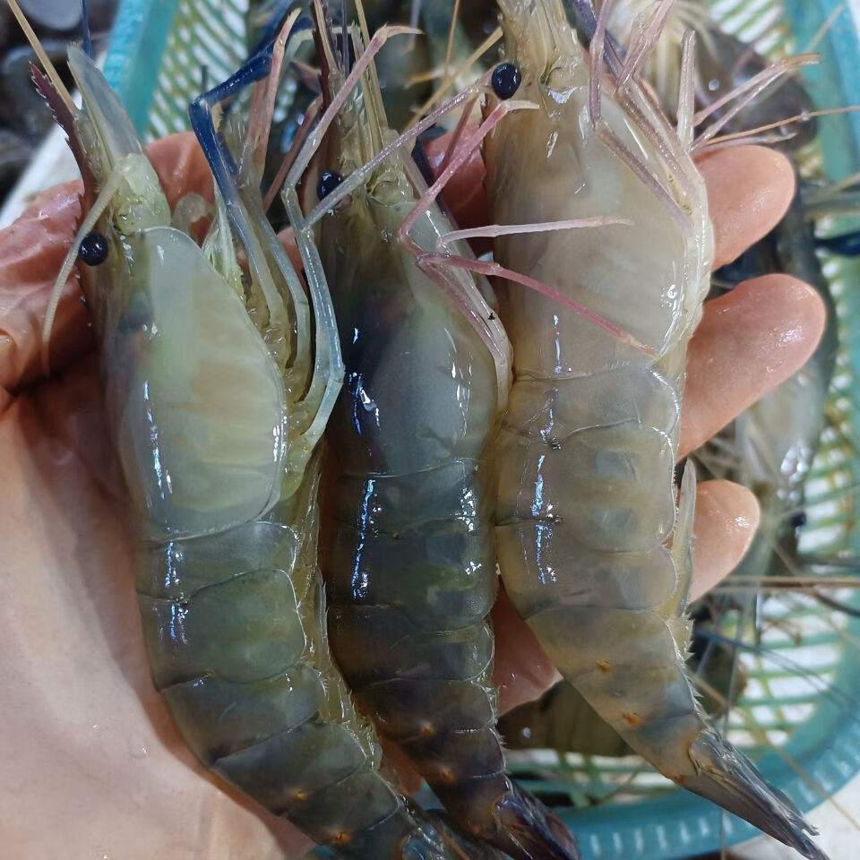 丹昕2斤大罗氏虾大头虾鲜活速冻罗氏虾火锅烧烤新鲜食材 960g 10-12cm