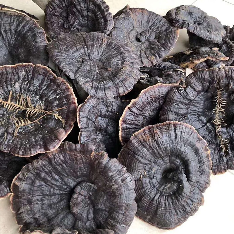 【优选】伟博 【官方旗舰】灵芝500g金边紫整枝可切片泡酒 图片色