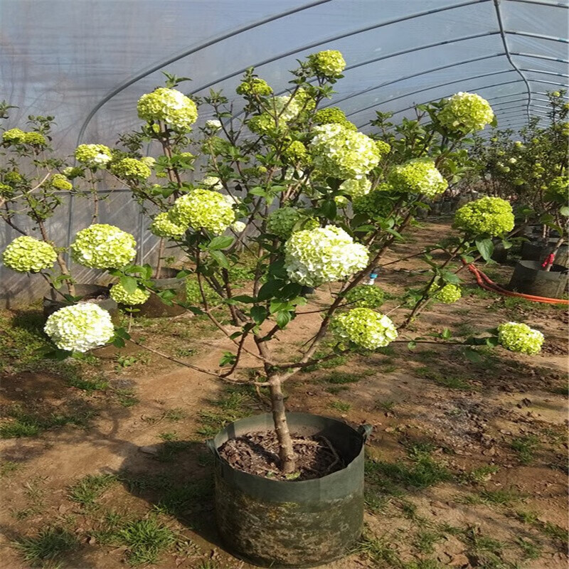 香葶苑 木绣球中华大花斗球绣球白马斗球观赏树别墅白麻球庭院木本