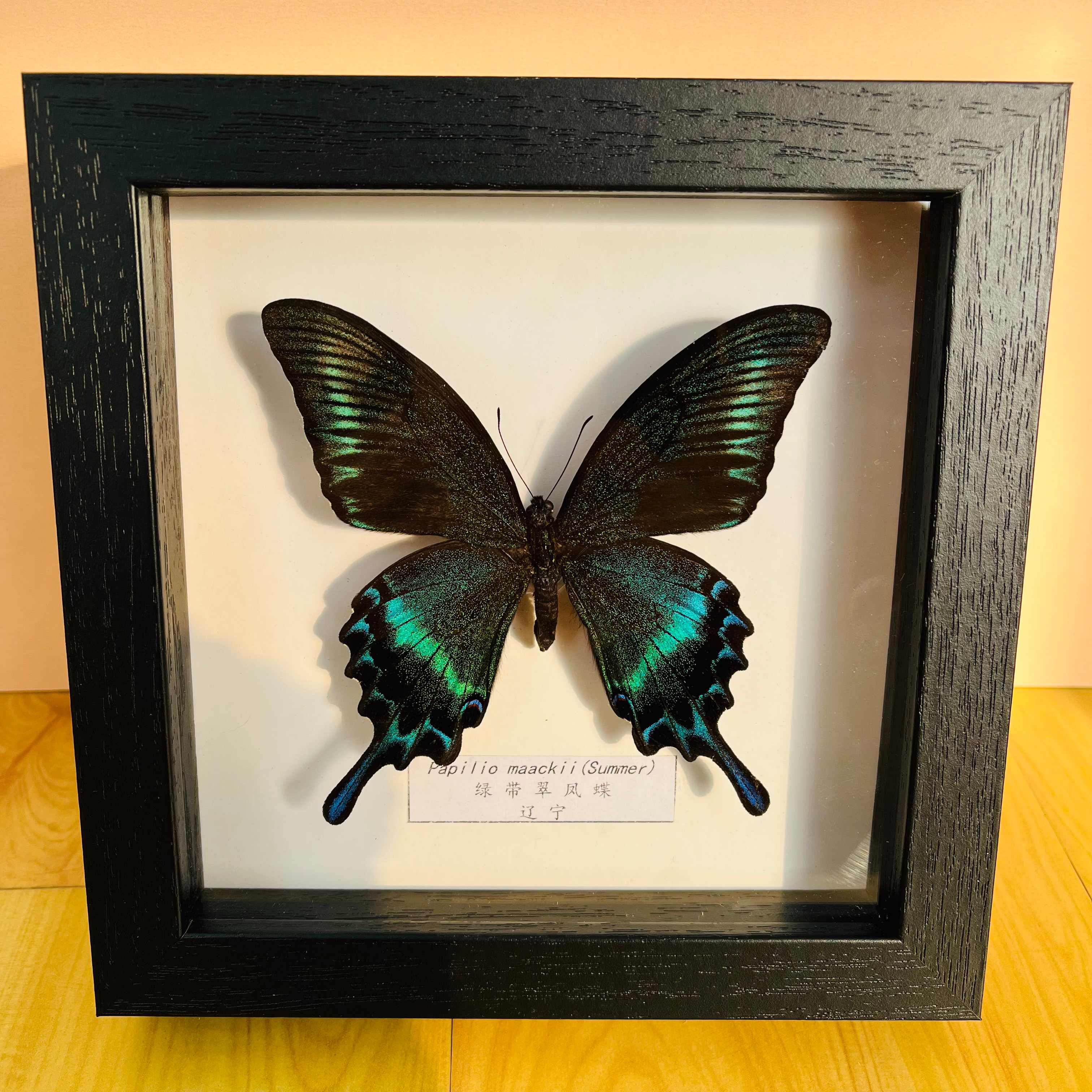 kedi蝴蝶标本相框真蓝色稀有礼物生日幼儿园展示框挂画昆虫翅 绿带翠