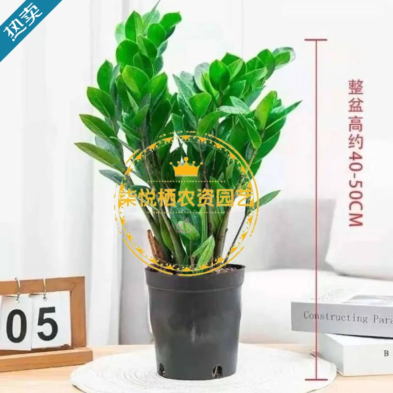 发财树摇钱树四季花卉吸甲醛室内室外观叶招财植物 40到50厘米7-9棵送