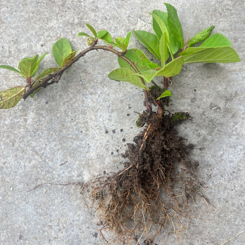 地石榴藤苗地果儿时味道四川地枇杷盆栽地栽 不含盆 野地瓜藤苗5棵