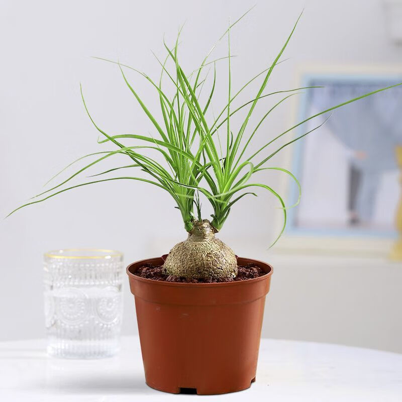 创意办公桌网红盆景绿植室内花卉耐旱植物 酒瓶兰【直径3-4cm】原盆