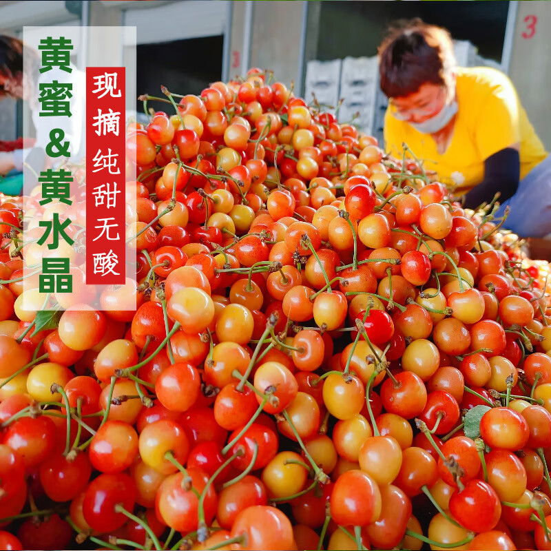 水果蔬菜现摘烟台黄蜜黄水晶樱大桃雷尼车厘子新鲜孕妇水果现货5月发