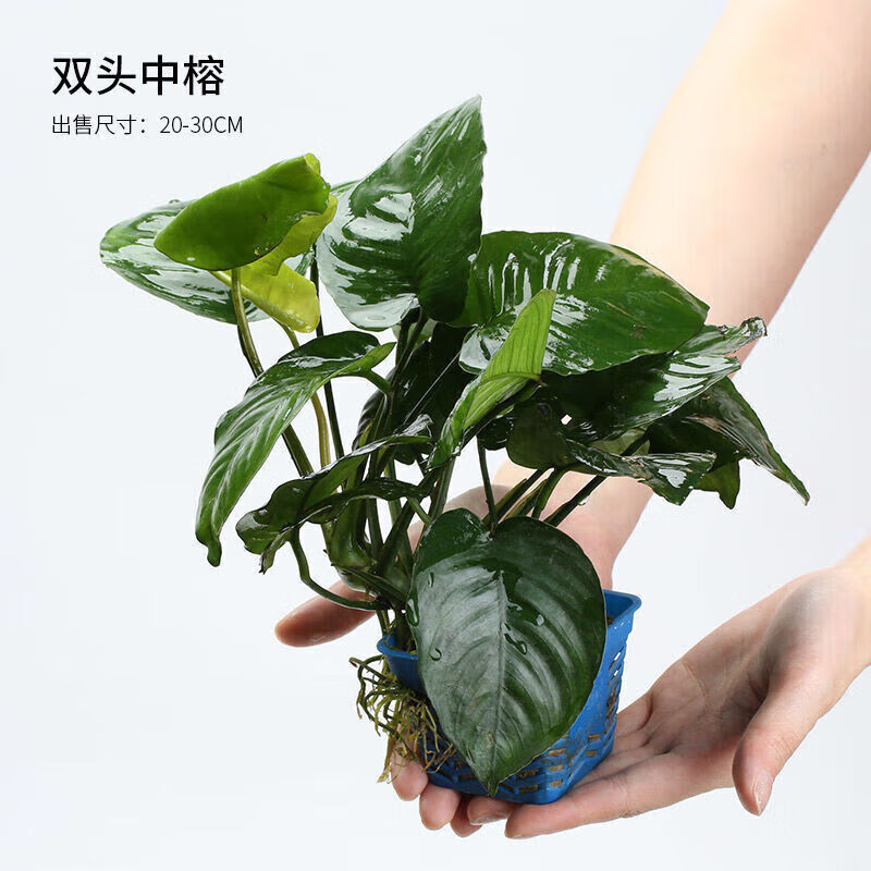 瑶鱼缸造景水草活体水榕阴性草易养榕草懒人迷你黄金水榕曲 双头中榕