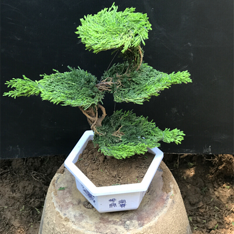 花语奇萌迎客松盆景松树盆栽树盆景办公桌面绿植松柏盆栽盆景造型树 4