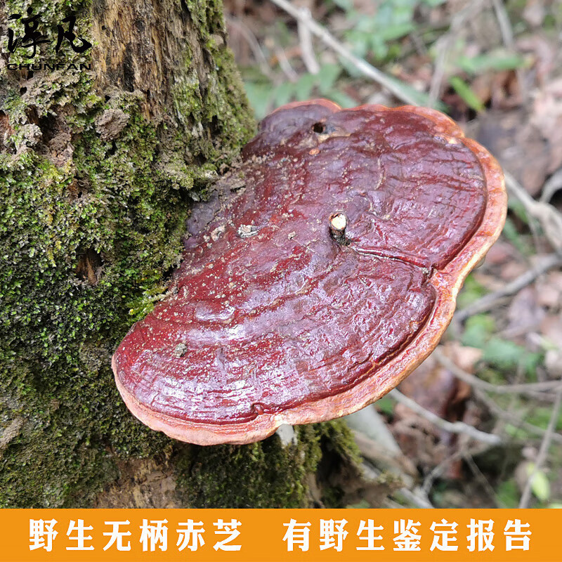深山野生灵芝无柄赤芝整枝赤灵芝干货泡酒药材250克可切片
