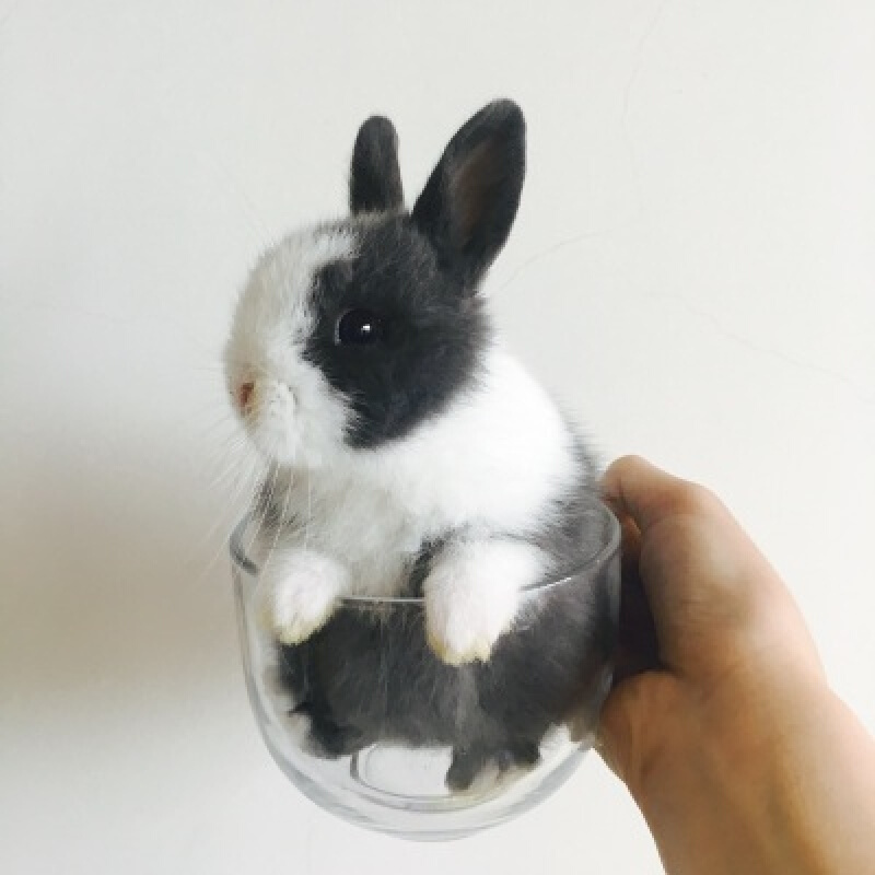 朗缤 兔子活体宠物兔活体公主兔小白荷兰侏儒 垂耳兔活物 黑白道奇