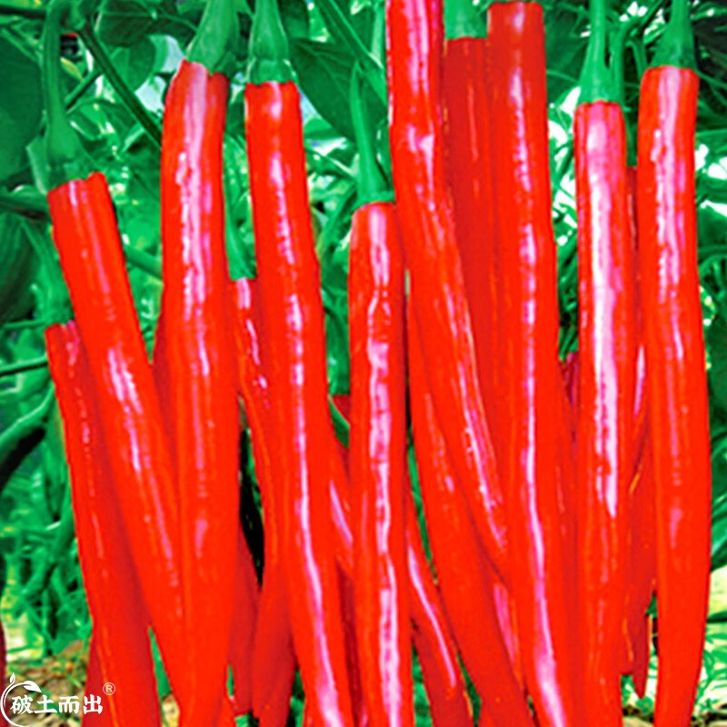 神禾当季蔬菜种子大全批发四季播种阳台春种植 美人椒种子 50粒/袋