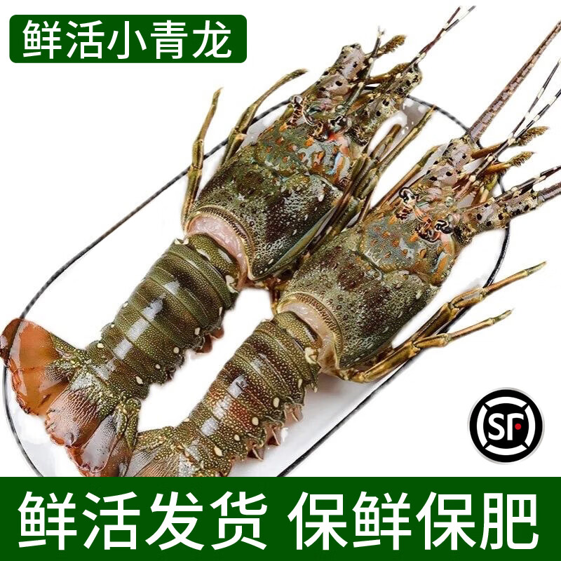 海族源小青龙鲜活龙虾超大特大澳洲青龙虾海鲜水产深海青龙仔 250-300g/只