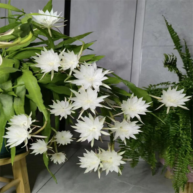 桌面有花昙花盆栽室内露台网红观叶观花绿植盆栽苗新手易养护 3年苗三