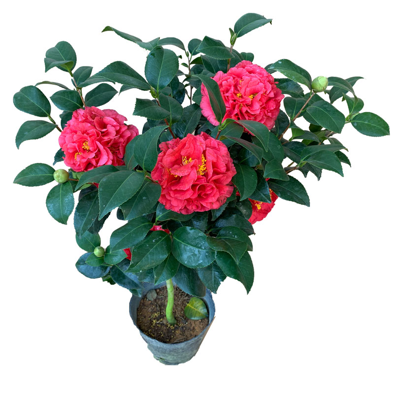 克瑞墨大牡丹香水茶花巨大花浓香型大红色型品种山茶年宵花卉名贵客厅