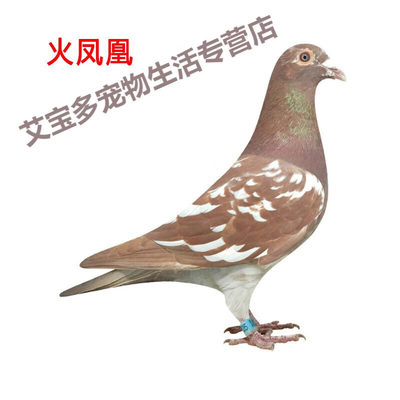火凤凰信鸽鸽子活一对活体种鸽青年幼鸽小鸽子赛鸽成绩鸽原配一对