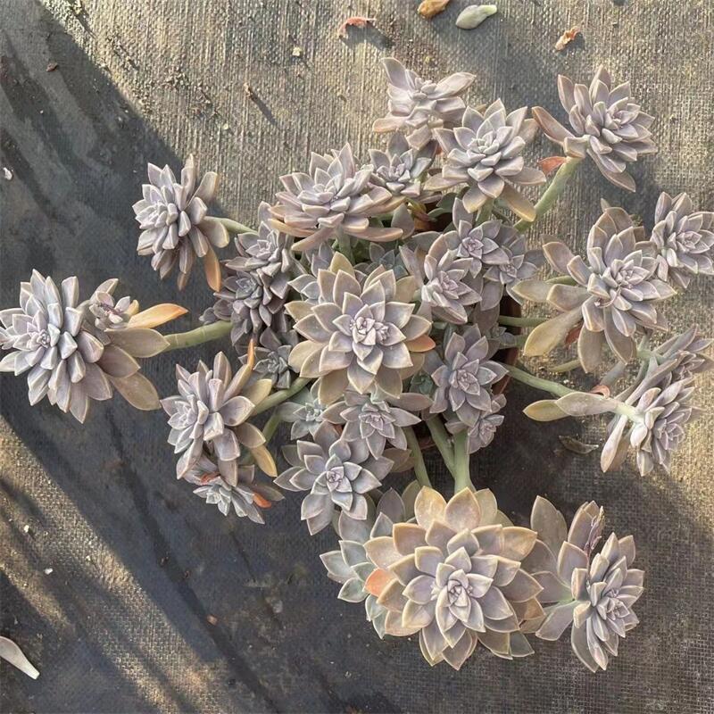 多肉植物老桩大颗新手盆栽阿伦培室内阳台肉肉组合基地直发 【创霞