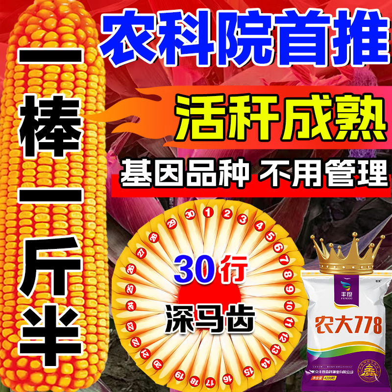 细辛农大778国审玉米种子大全矮杆大棒抗锈病抗虫抗旱涝大马牙农科院