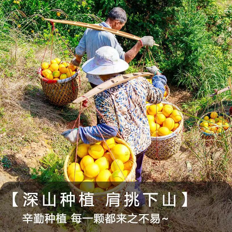集南鲜 赣南脐橙 新鲜现摘江西橙子 当季孕妇生鲜水果礼盒 彩箱10斤 单果220-330g 净重9斤特级果