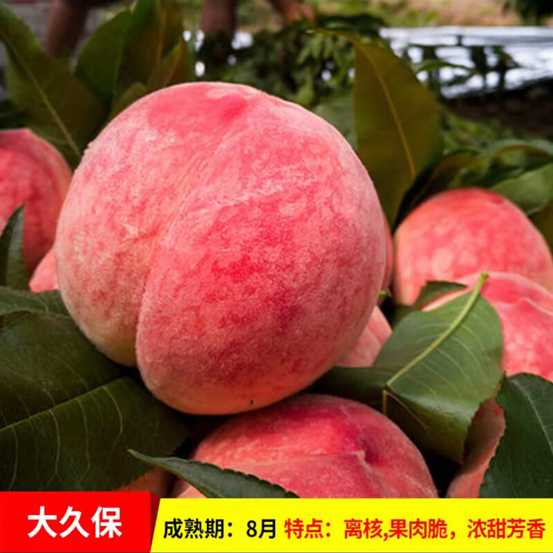 冬桃树南方北方种植桃子苗盆栽地栽果树苗 大久保五年苗【当年结果】