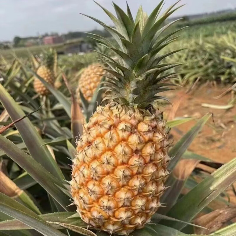 盆栽菠萝金钻凤梨庭院阳台室内客厅懒人四季可种好养活一年一结果 1棵