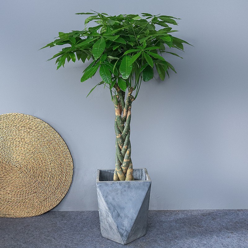 品种室内花卉欧式简约家居办公室客厅盆栽开业乔迁盆景 辫子发财树1