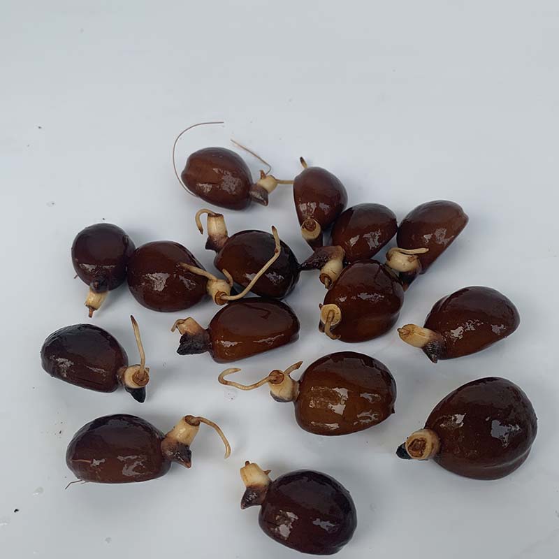 泰国印尼蛇皮果苗树种子苗水培土培稀有果树南北方四季种植 蛇皮果带