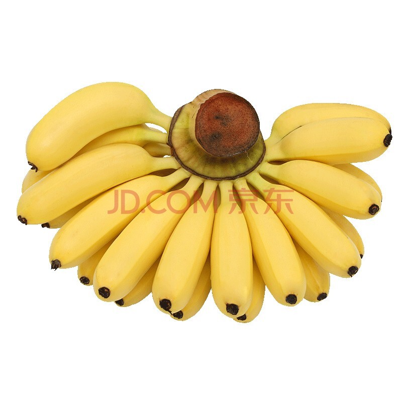 广西小米蕉  新鲜水果 热带水果 净果9斤 芭蕉 小香蕉 小米蕉是小的 生果
