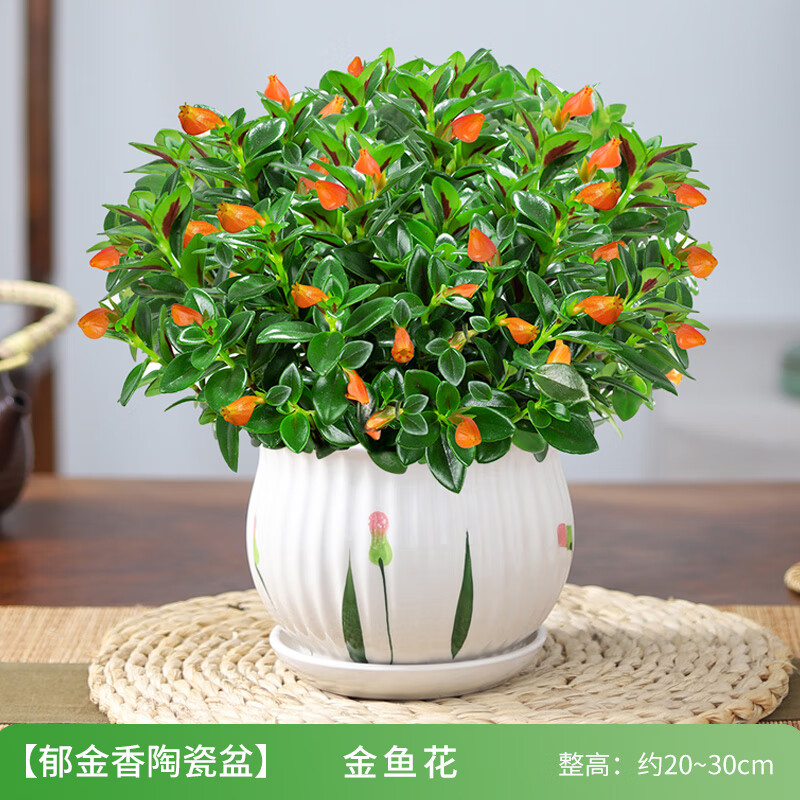 金魚花吊蘭盆栽綠植花卉室內(nèi)客廳辦公好養(yǎng)易活水土培耐旱四季開花 金魚花吊蘭（郁金香陶瓷盆） 含盆