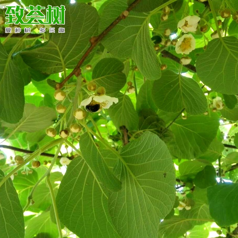 致荟树 猕猴桃苗盆栽南方北方种植苗木地栽猕猴桃树苗植物 猕猴桃苗