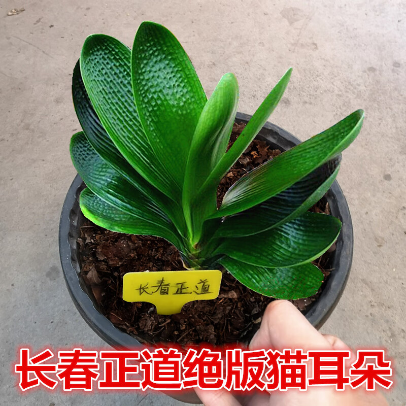 精品君子兰 微短猫耳朵 宽叶麻脸坑纹珍珠王虎头盆栽绿植 猫耳朵1叶苗
