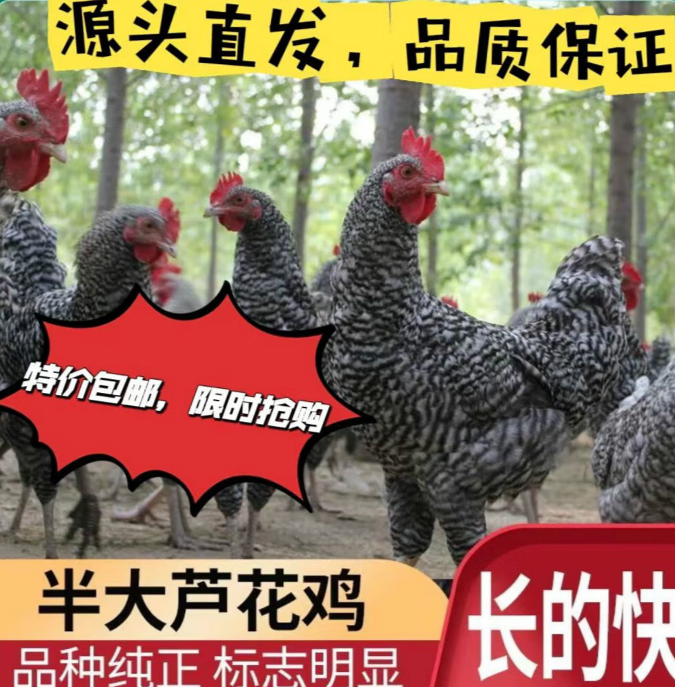 半斤纯种芦花鸡脱温半大鸡土鸡批发正宗散养 纯种芦花鸡 半斤左右8只