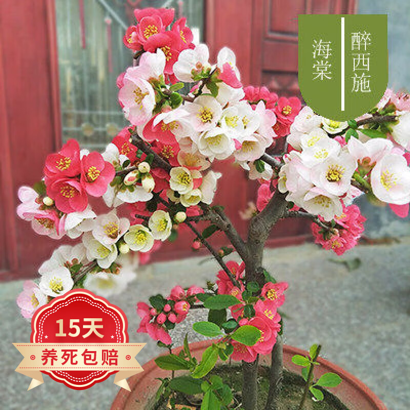老桩树苗庭院阳台室内外花卉盆栽地栽 醉西施海棠老桩【循环开花】 不