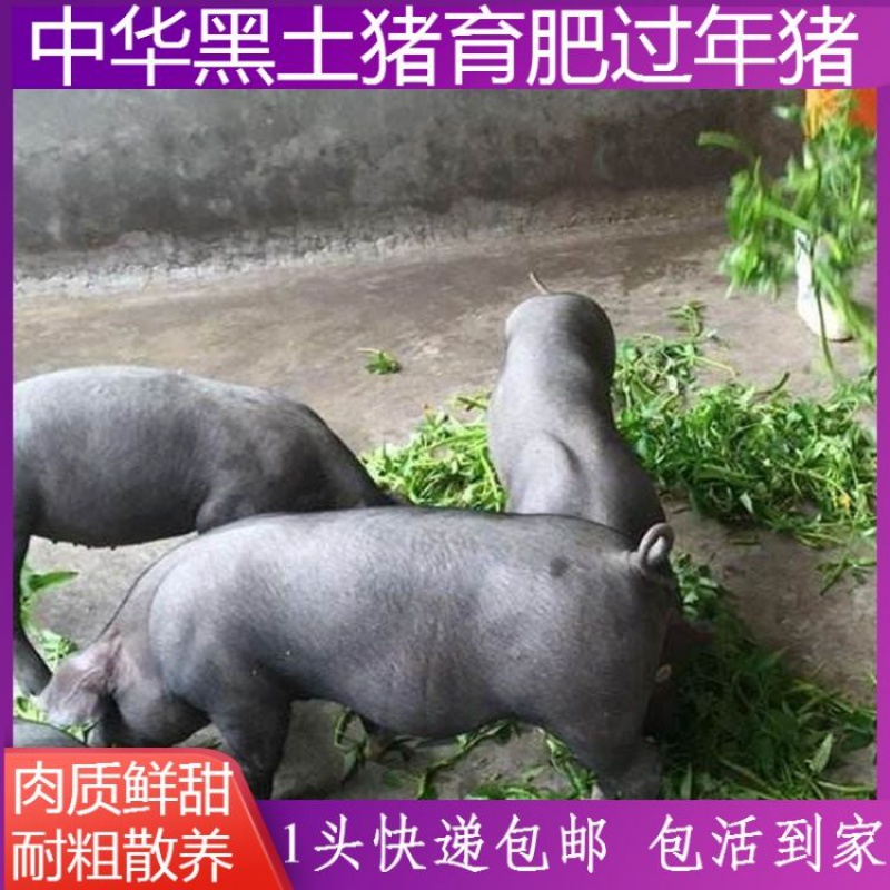 kjhgf中华黑土猪过年育肥肉猪黑猪农村散养养殖黑猪肉土猪肉幼崽活