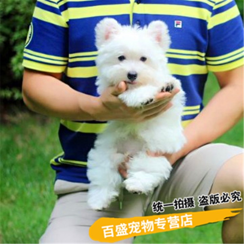 别态萌北京犬舍纯种西高地犬幼犬活体 小型犬西高地白梗宠物狗狗 s级