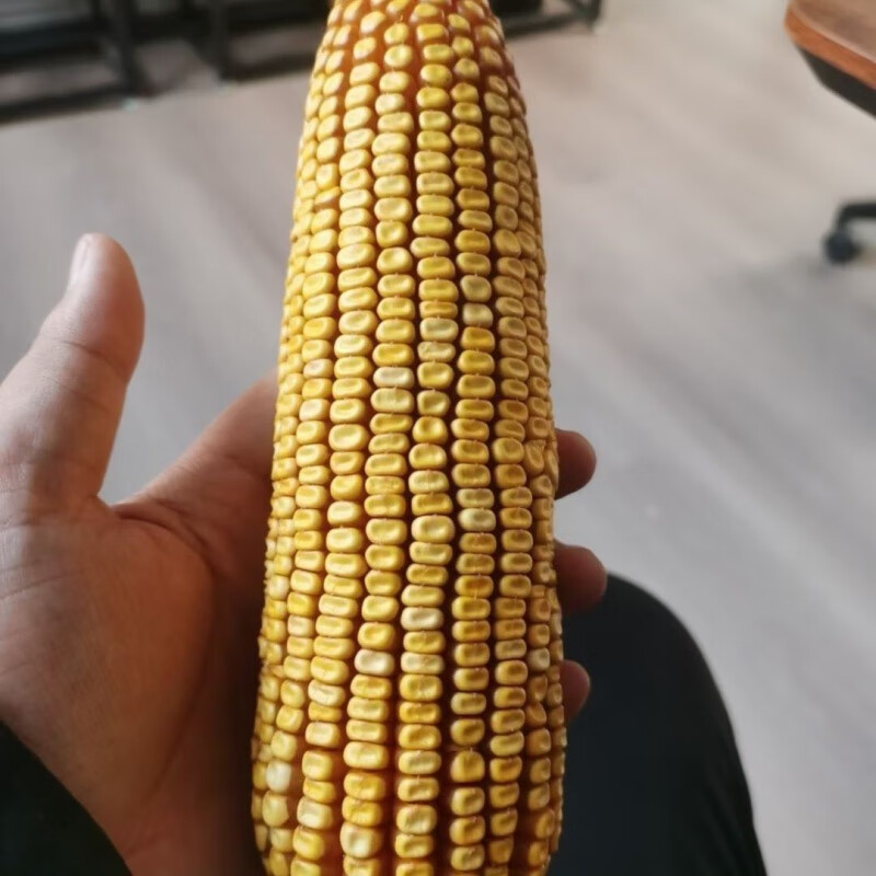 禾之润505中科玉505玉米种肥黄金粮73联创839高产隆创310 一袋505