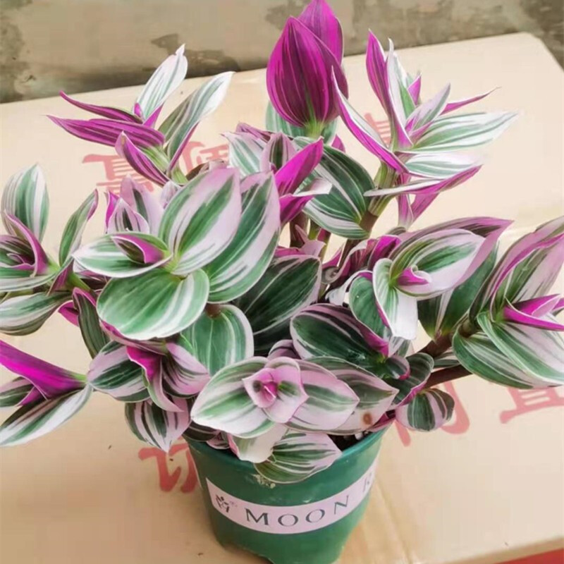 常青藤太阳花牡丹绿萝花卉 油画吊兰 一整盆 含盆