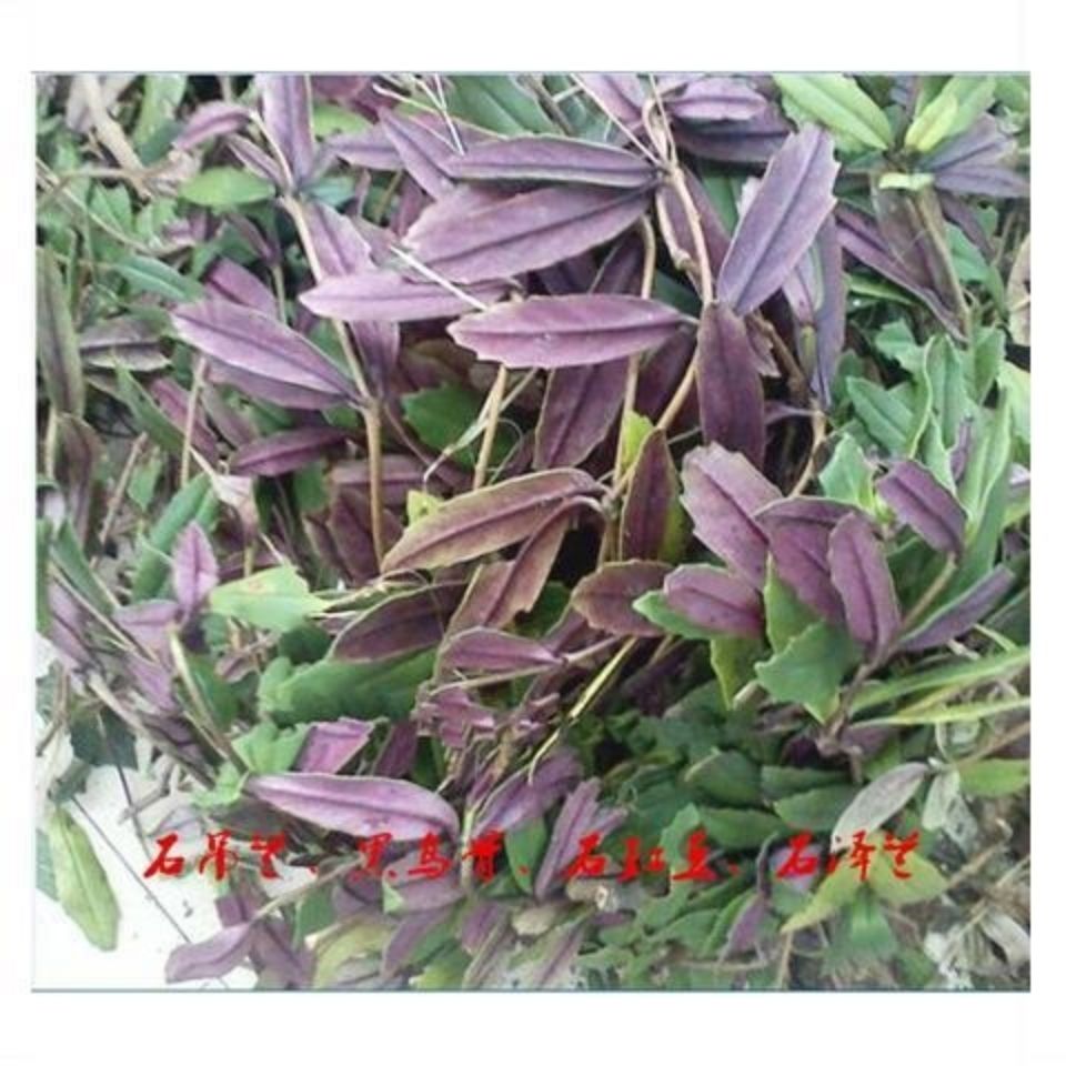 伟博中药材石吊兰5oo克 黑乌骨石豇豆石泽兰  山泽兰 小泽兰  干货
