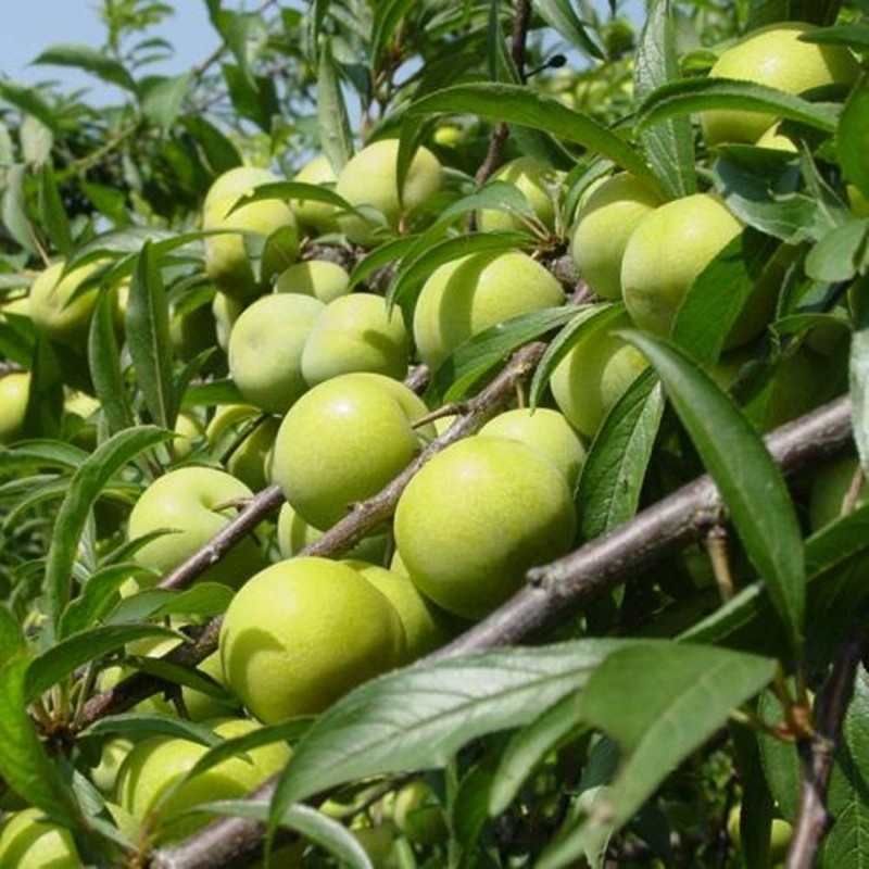 俏背篓 四川青脆脱骨脆李子新鲜水果 李子精选大果净果3斤装