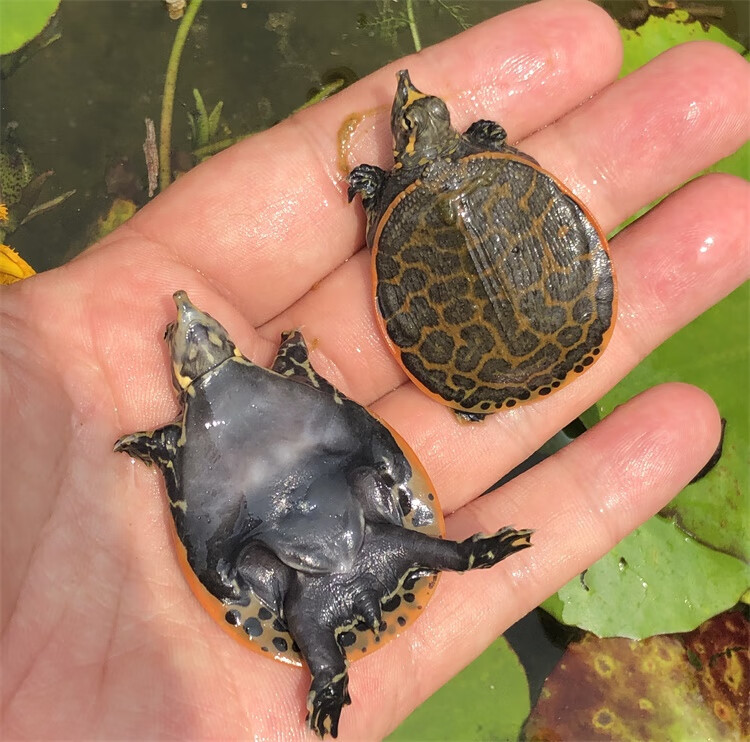 深水鳖鳖冷水龟小乌龟活物清道呋清理混养观赏甲土鱼幼苗 珍珠鳖 单身
