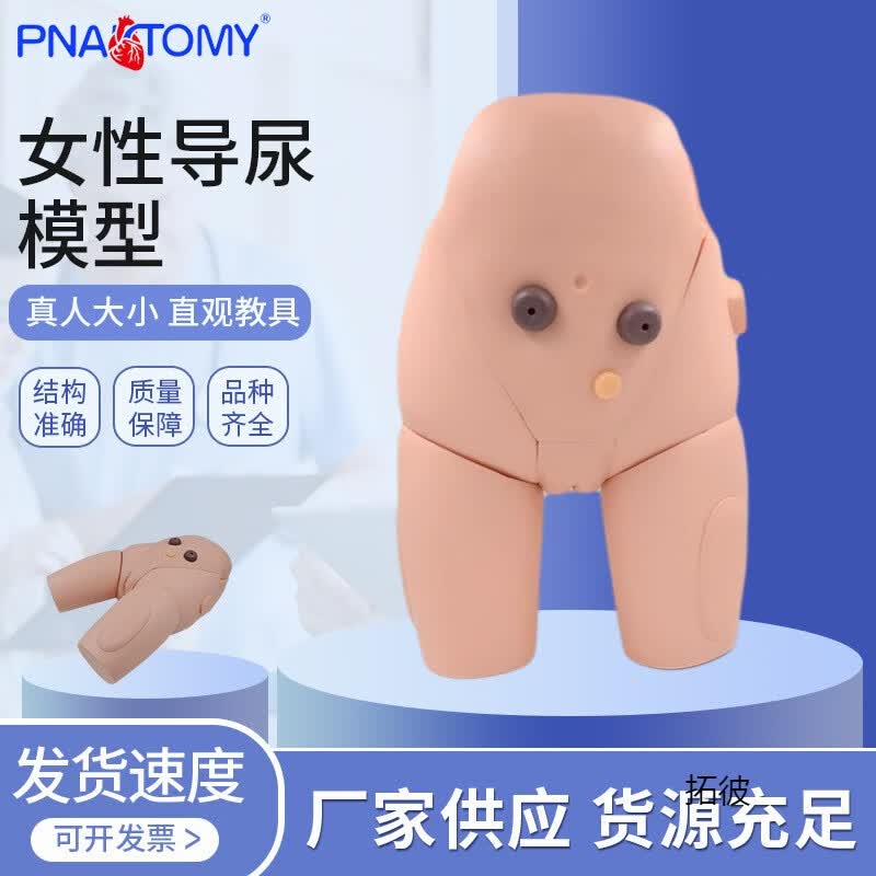 人体女性导尿示教模型 导尿术练习护理操作实习模型 作实习模型 作