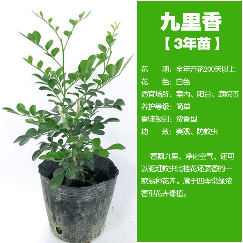 夜来香九里香茉莉花苗带花苞庭院驱蚊玫瑰植物浓香型花卉盆栽绿植