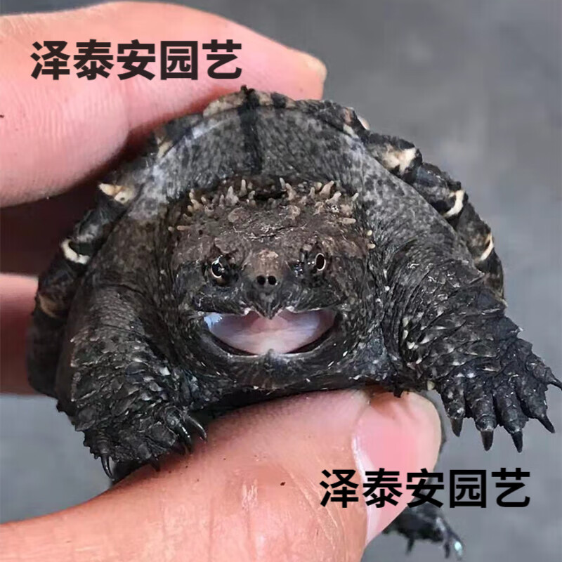 看园艺辅材历史价格|园艺辅材价格比较