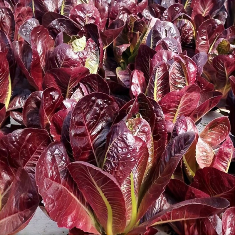 种植寿光蔬菜春夏四季播种球生菜阳台批发 紫罗马生菜种子1000粒x2袋