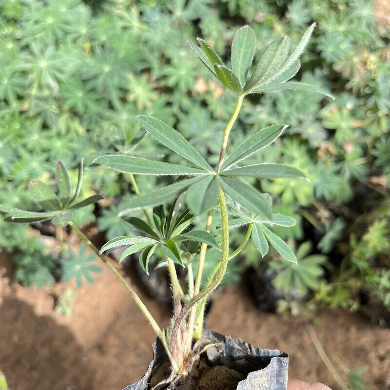 鲁冰花苗羽扇豆小苗幼苗易养花卉绿植庭院花卉花园植物花镜园林 1颗