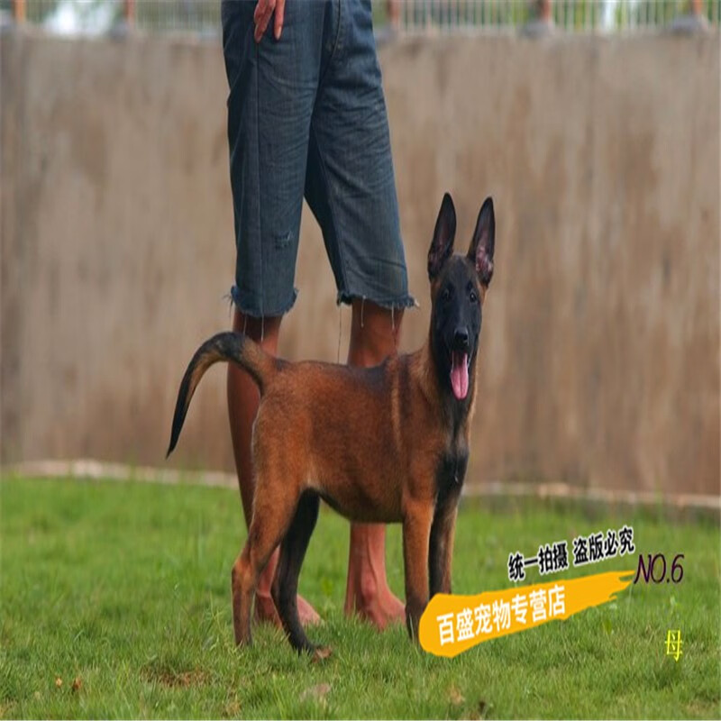 别态萌出售马里努阿犬活体宠物狗纯种马犬幼犬疫苗驱虫已做 健康有