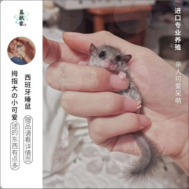 【小秋宠物】打过疫苗家养网红西班牙睡鼠活体幼崽拇指鼠宝宝小型