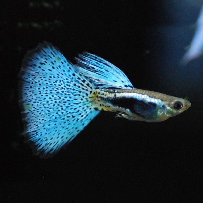 鱼官儿孔雀鱼活体小型热带观赏鱼水族淡水凤尾鱼蓝草尾孔雀鱼1对 3 4cm 虎窝购