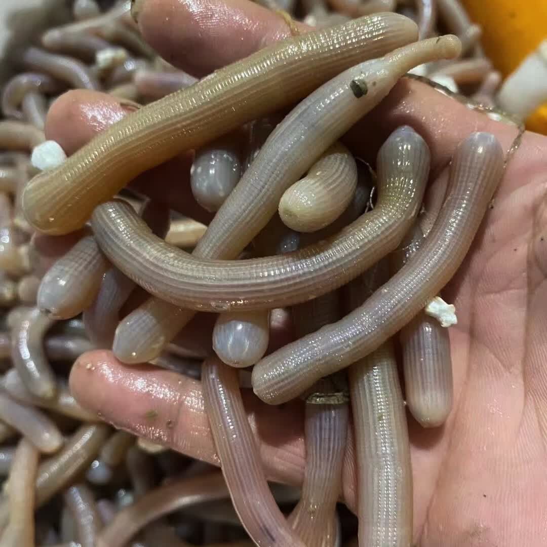 厦门海鲜 新鲜海肠 鲜沙虫 沙肠子 海洋虫草海鲜水产 200克/盒 本港
